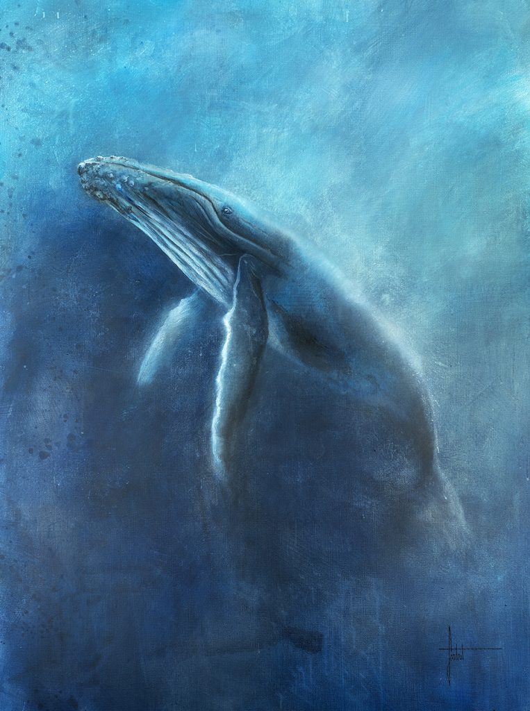 Baleine à bosse par Sandrot