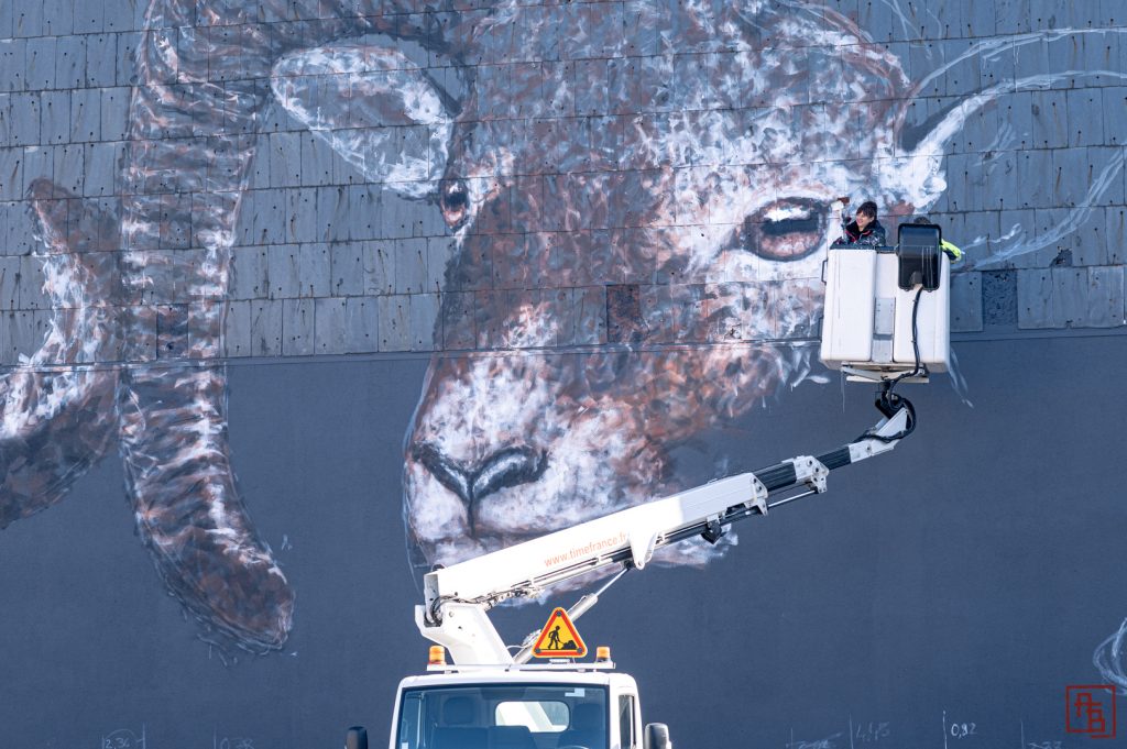Fresque géante en train d'être peinte par l'artiste animalière Sandrot avec deux têtes de mouflons